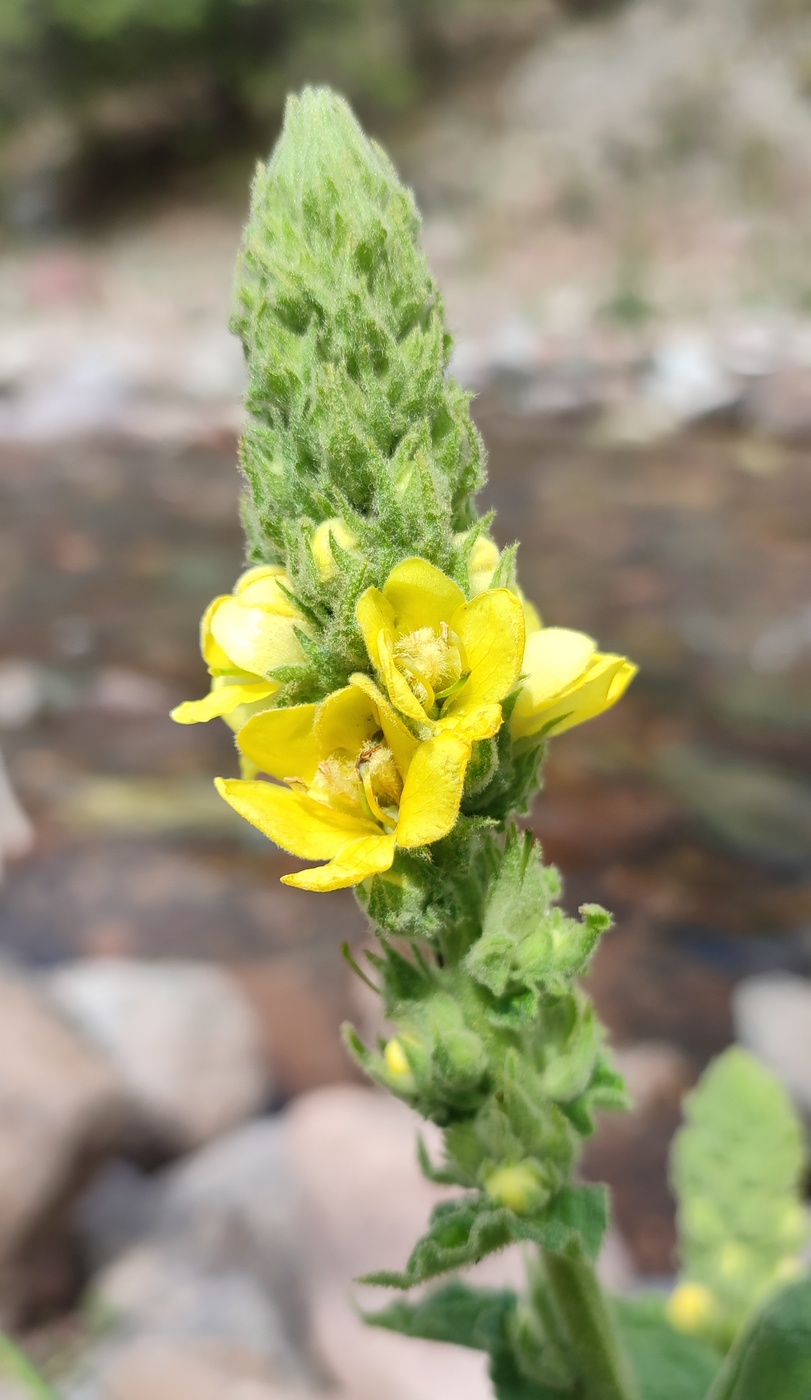 Изображение особи Verbascum thapsus.