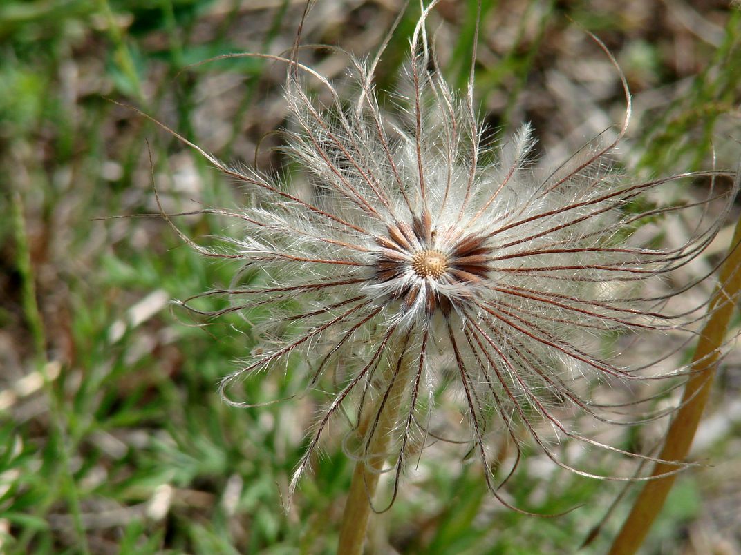 Image of Pulsatilla turczaninovii specimen.