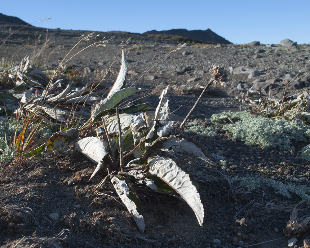 Image of Saussurea pseudotilesii var. alpicola specimen.