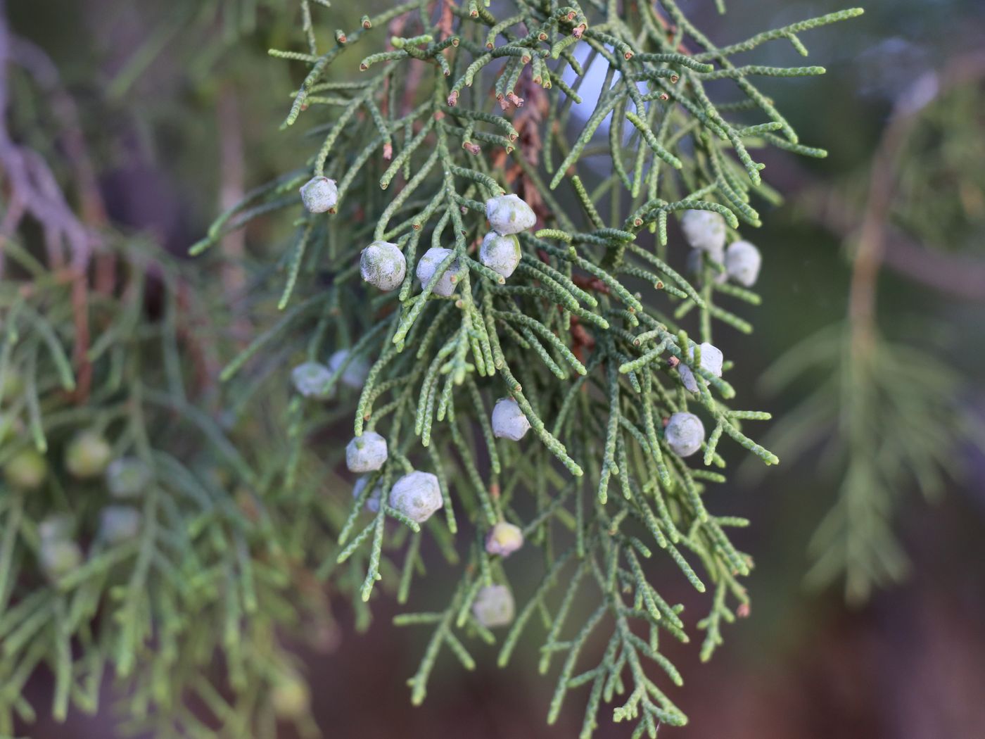 Изображение особи Juniperus semiglobosa.