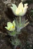 genus Pulsatilla