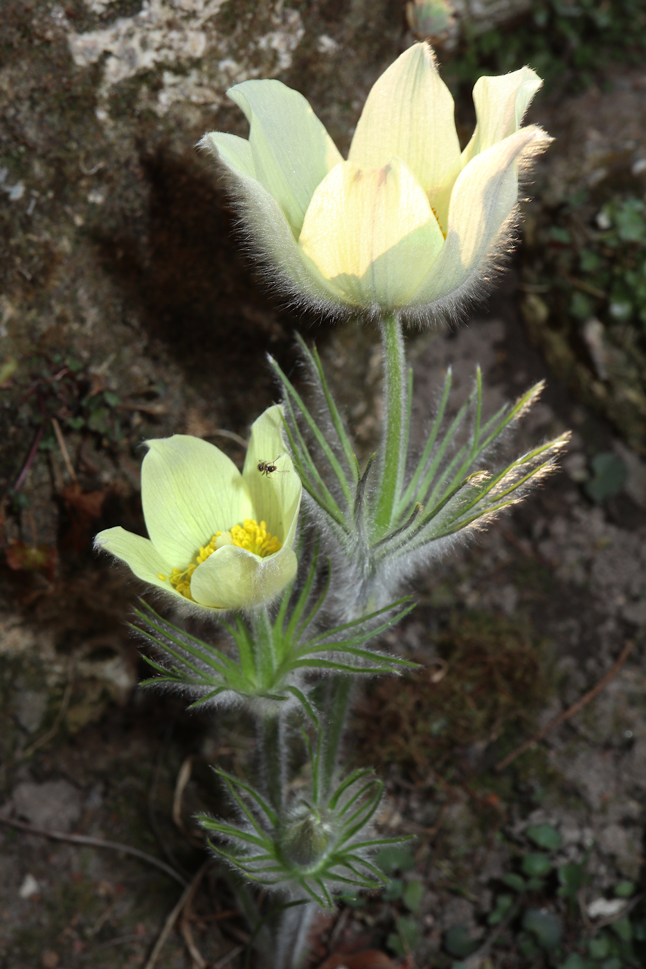 Изображение особи род Pulsatilla.