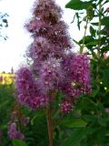 Spiraea salicifolia. Cоцветие. Польша, Любушское воеводство, Мендзыжечкий повят, г. Тшцель, АЗС. 07.07.2010.