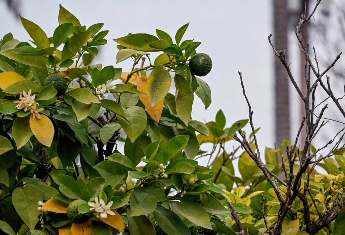 Image of Citrus sinensis specimen.