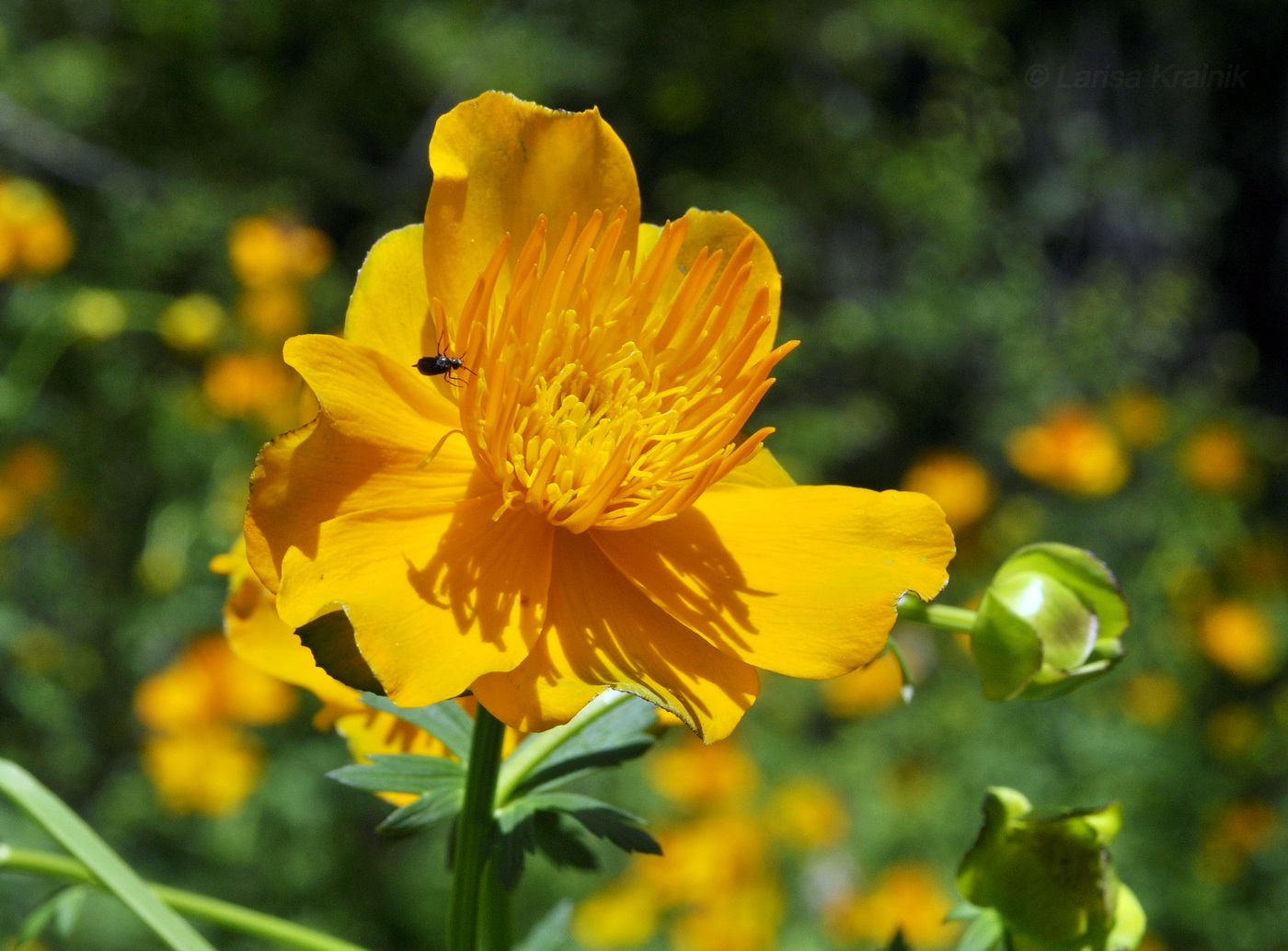 Изображение особи Trollius chinensis.