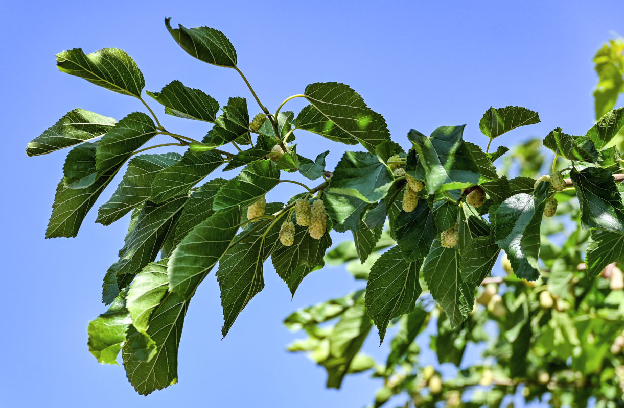 Изображение особи Morus alba.