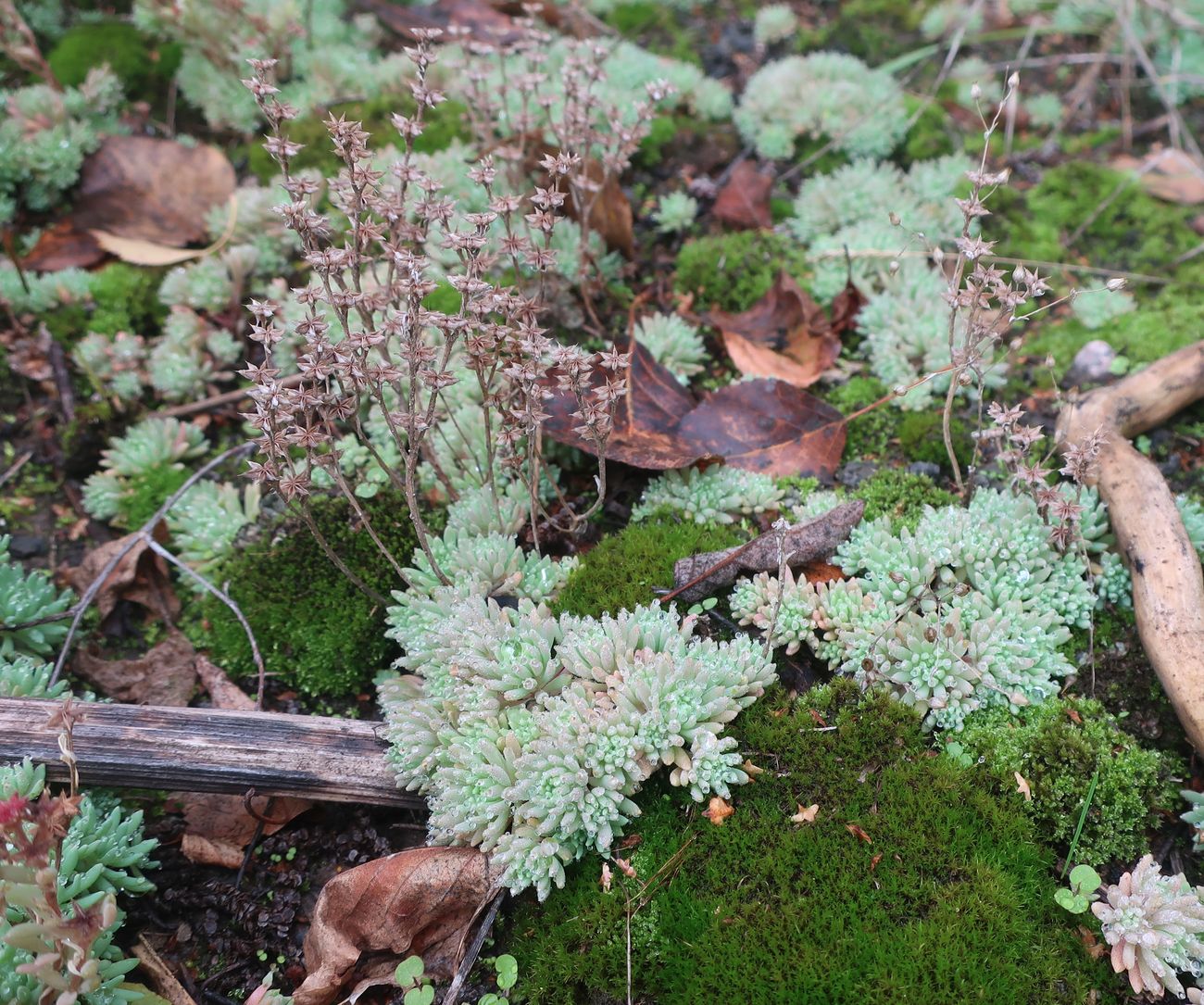 Image of Sedum hispanicum specimen.