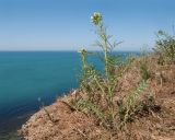 Sisymbrium altissimum. Цветущее растение. Краснодарский край, Темрюкский р-н, мыс Железный Рог, обрывистый глинистый приморский склон, на кромке обрыва. 29.04.2017.