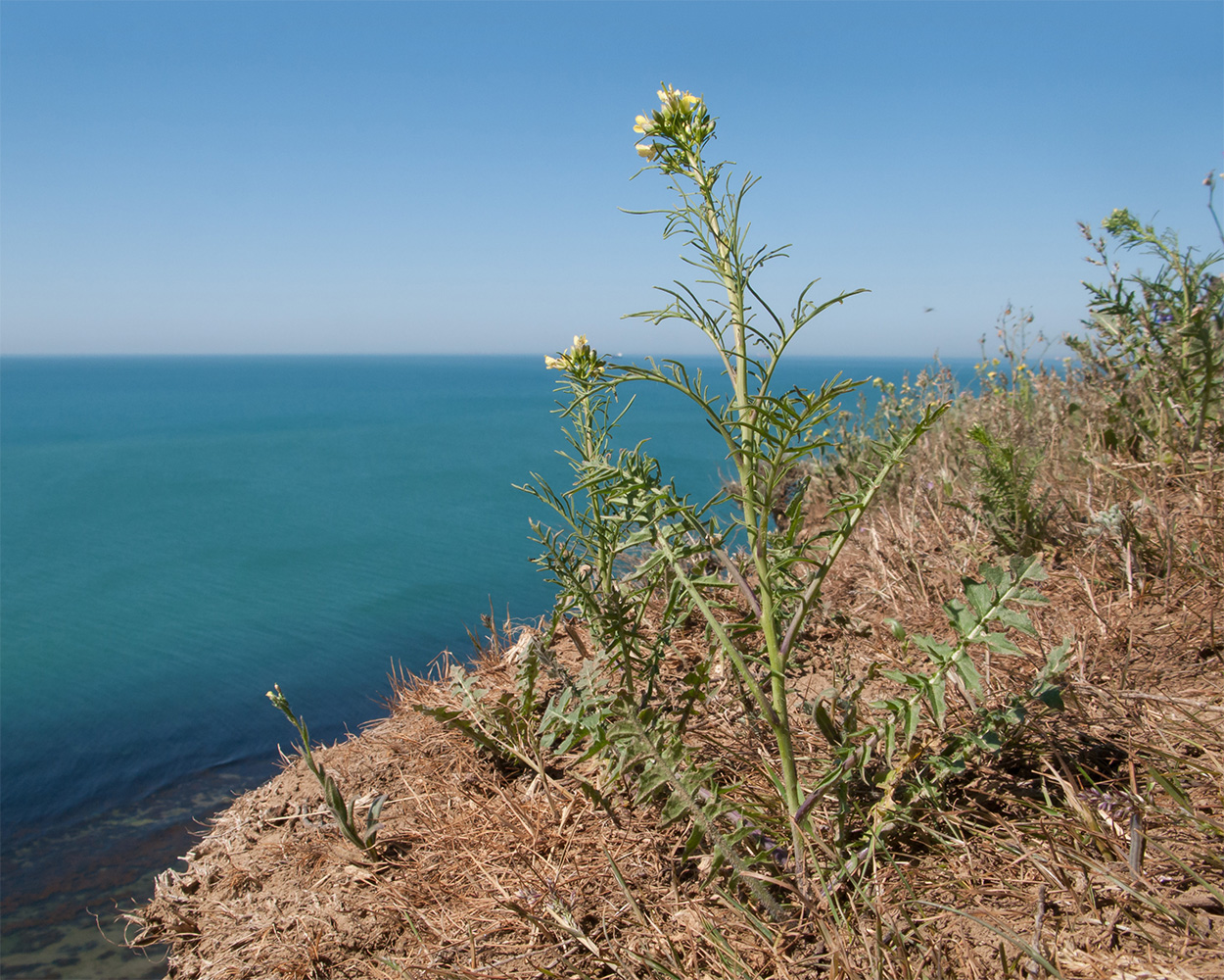 Image of Sisymbrium altissimum specimen.