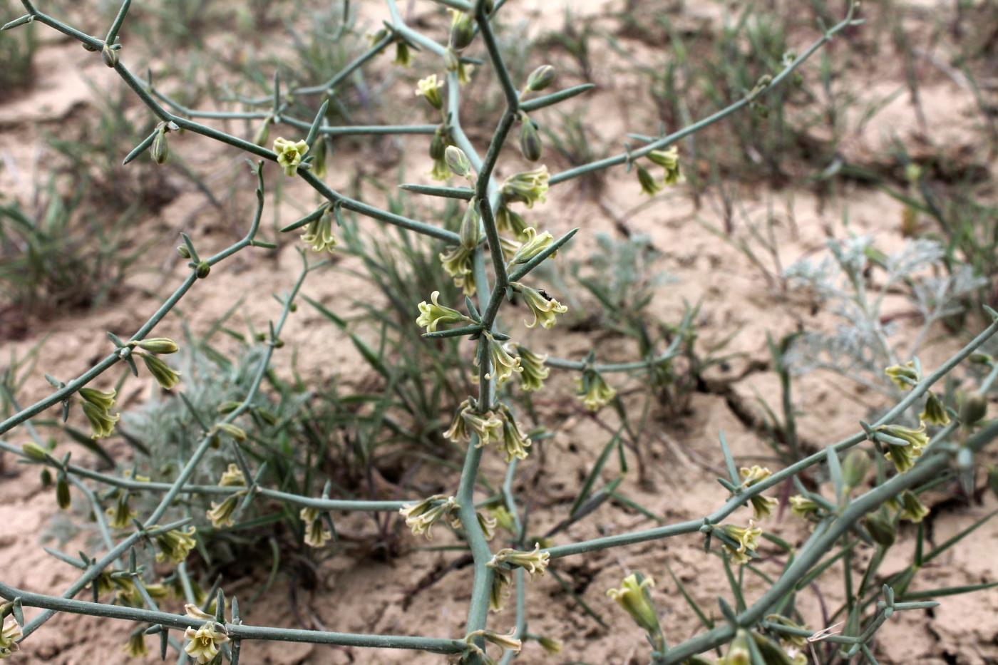 Изображение особи Asparagus breslerianus.