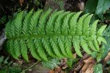 genus Polystichum