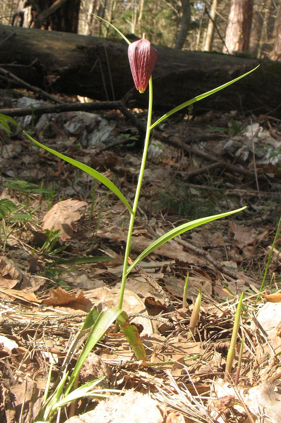 Image of Fritillaria meleagris specimen.