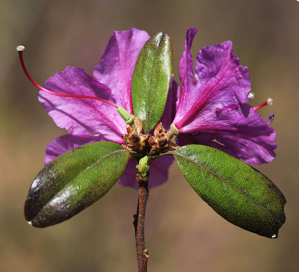 Image of Rhododendron dauricum specimen.