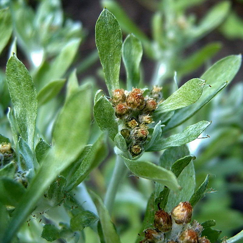 Image of Gnaphalium rossicum specimen.