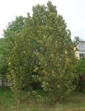 Populus longifolia