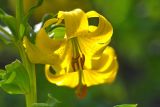 Lilium monadelphum