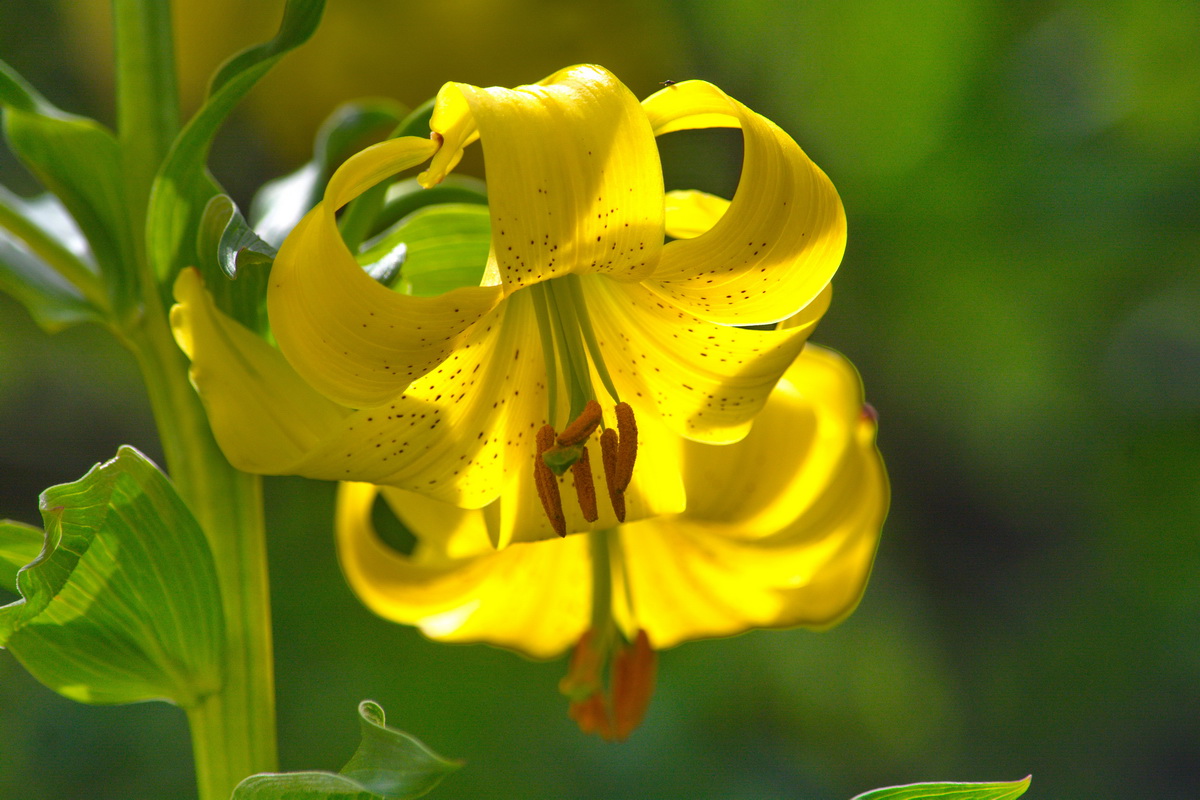 Изображение особи Lilium monadelphum.