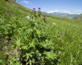 Geranium ruprechtii. Цветущее растение. Карачаево-Черкесия, Урупский р-н, Кавказский биосферный заповедник, Имеретинское ущелье, ≈ 2300 м н.у.м., склон над Верхним Имеретинским водопадом, субальпийский луг. 28.07.2022.