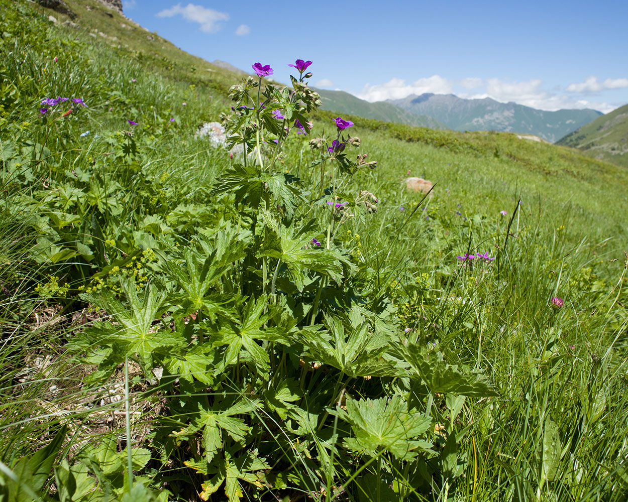 Изображение особи Geranium ruprechtii.