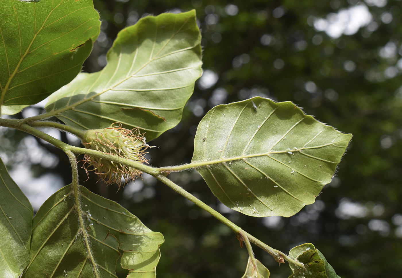 Image of Fagus sylvatica specimen.