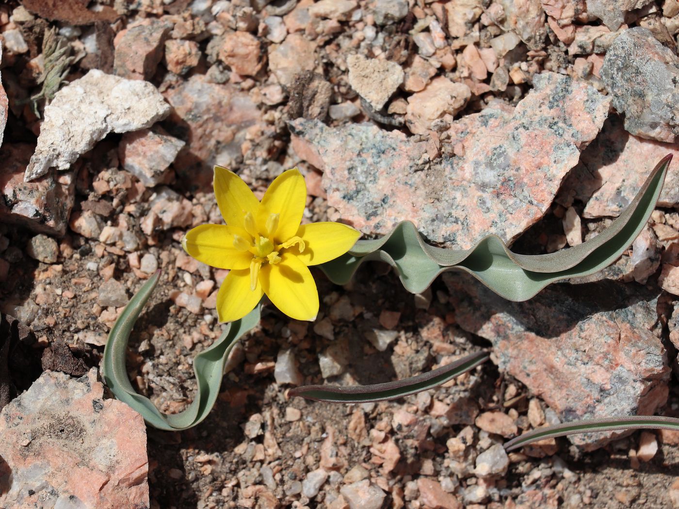 Image of Tulipa dasystemon specimen.