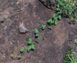 Macroptilium lathyroides. Верхушка веточки с соцветием. Чили, обл. Valparaiso, провинция Isla de Pascua, г. Hanga Roa, высокий берег океана, сообщество травянистых растений. 08.03.2023.