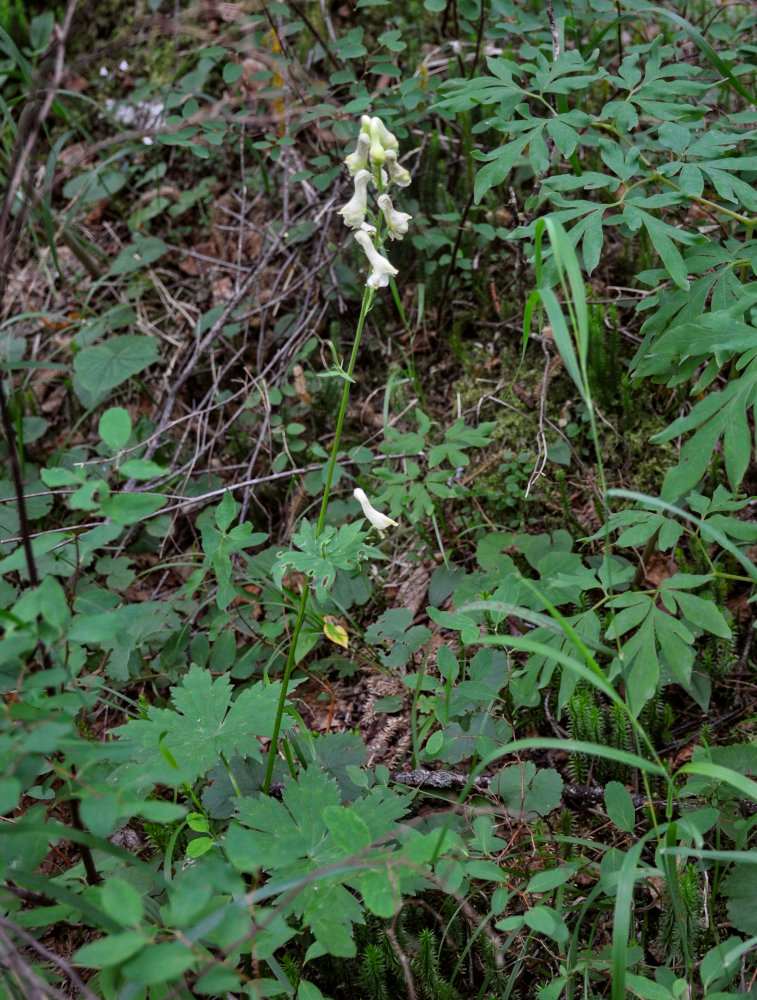 Изображение особи Aconitum ajanense.