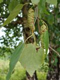 Betula platyphylla