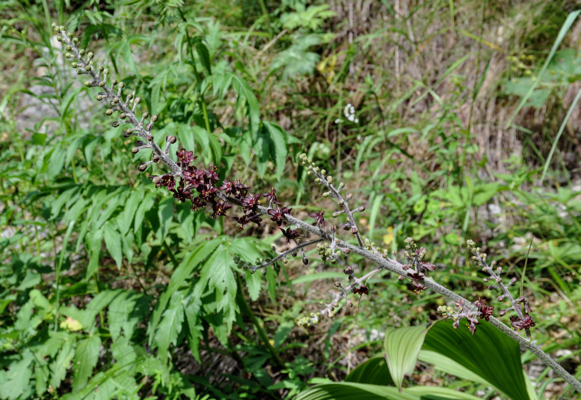 Изображение особи Veratrum nigrum.