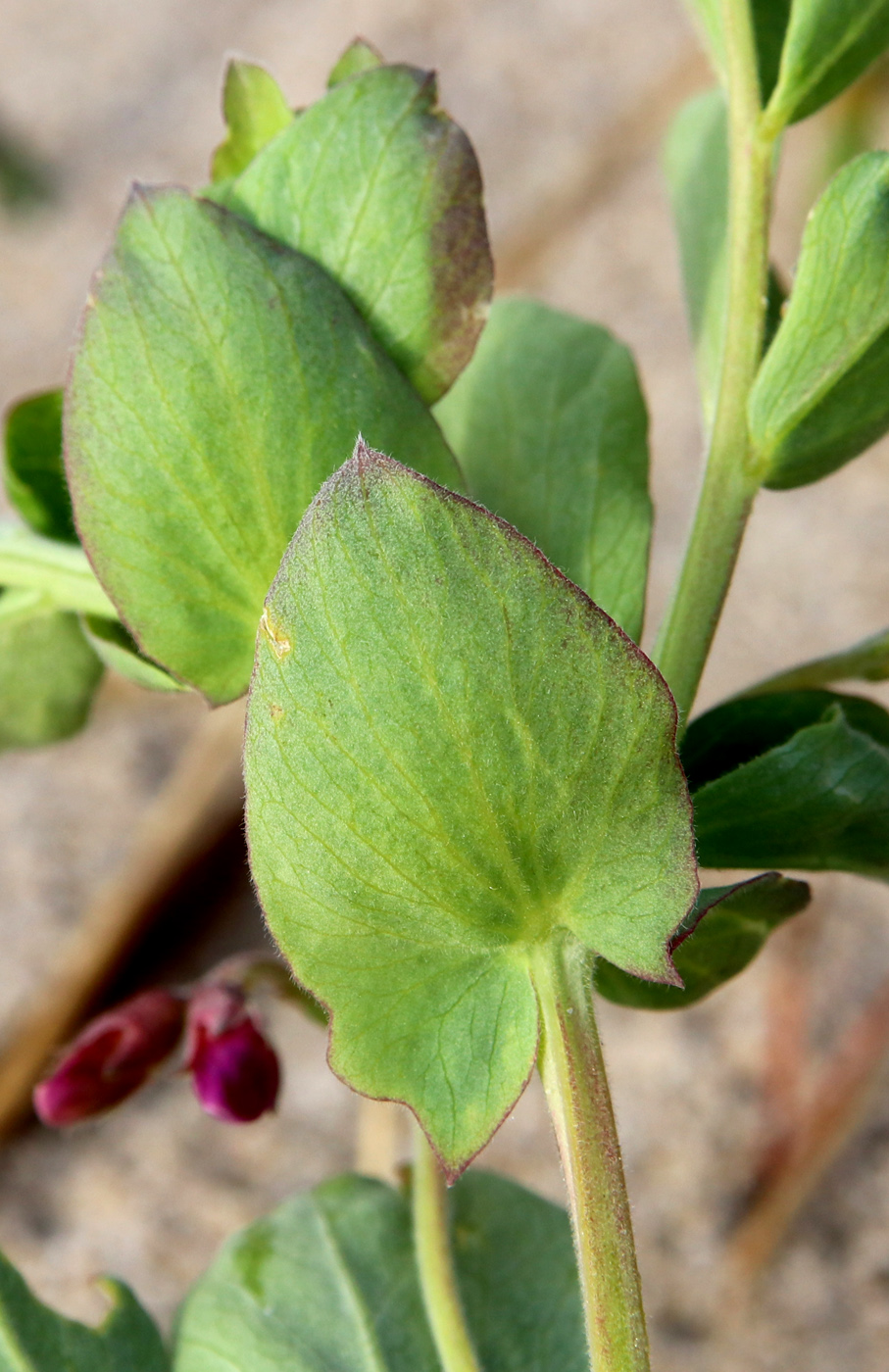 Image of Lathyrus japonicus ssp. pubescens specimen.