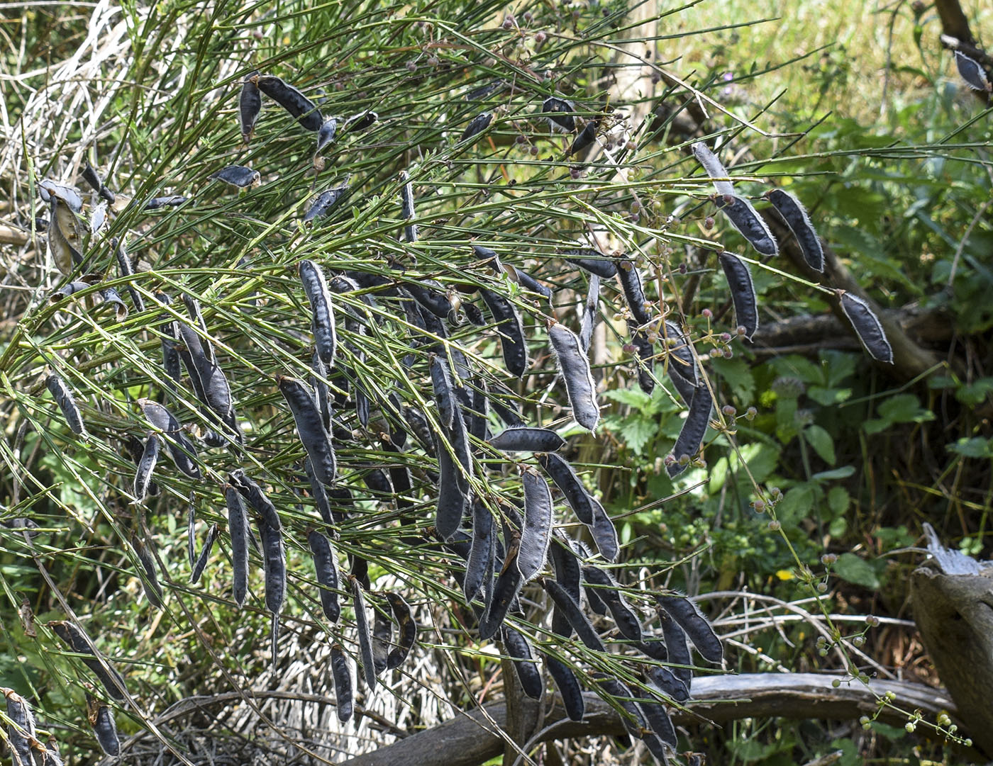 Image of Cytisus oromediterraneus specimen.