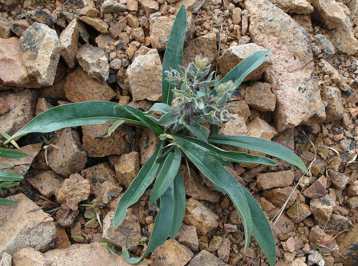 Image of Nonea pulla specimen.