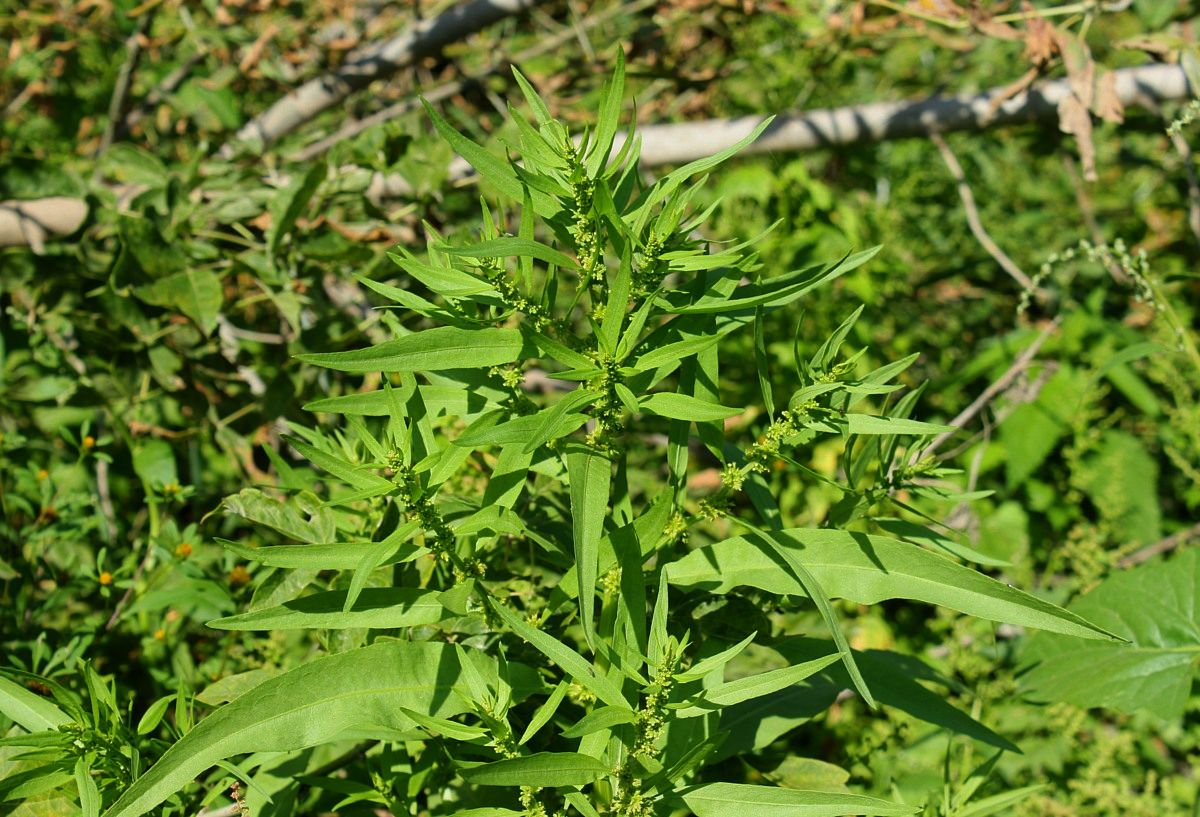 Изображение особи Rumex maritimus.