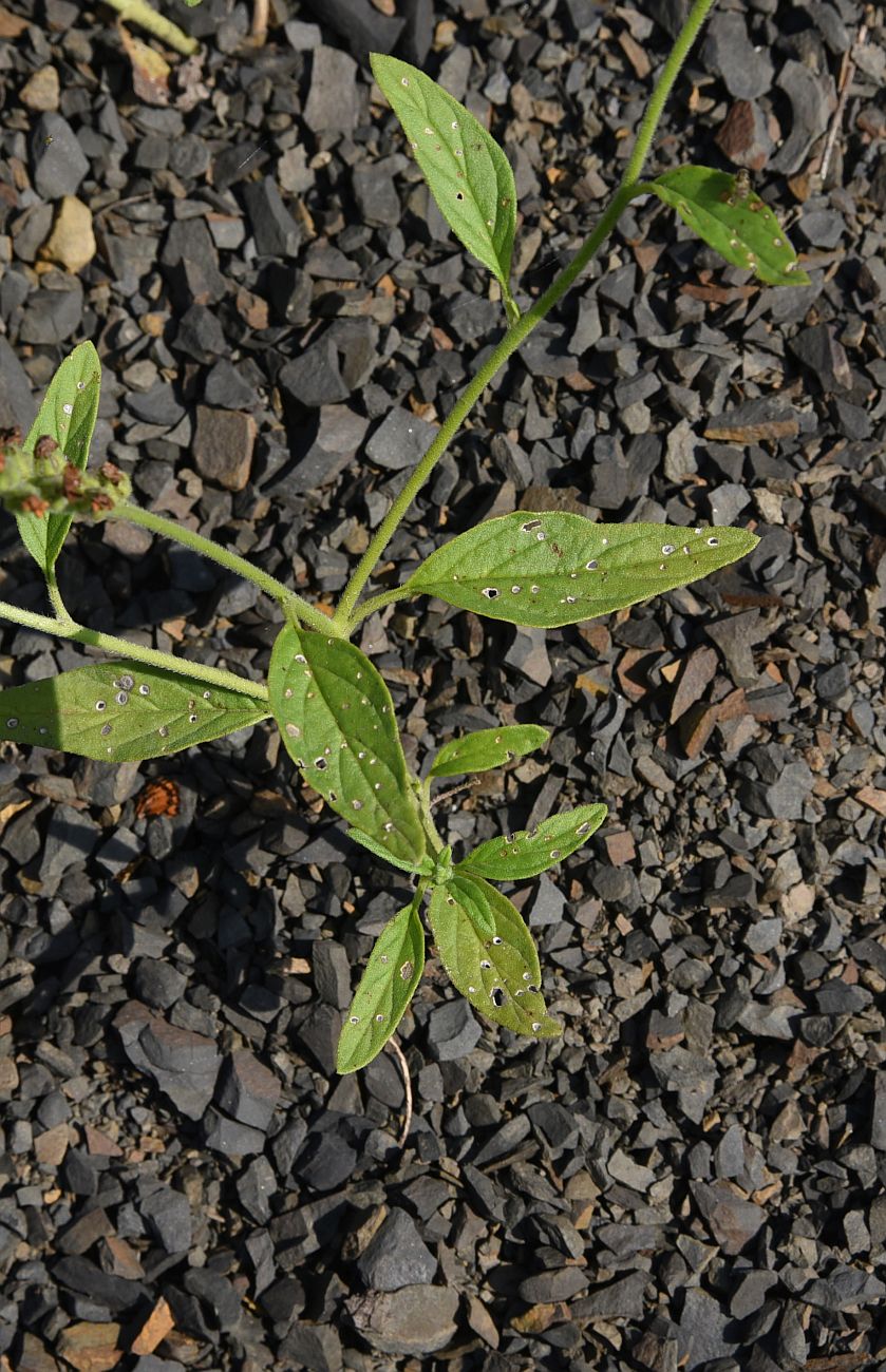 Изображение особи Heliotropium styligerum.