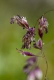 familia Poaceae. Часть соцветия. Карачаево-Черкесия, Урупский р-н, Кавказский биосферный заповедник, Имеретинские озёра, окр. оз. Безмолвия, ≈ 2550 м н.у.м., альпийский луг. 17.09.2023.