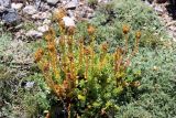 Rhodiola heterodonta