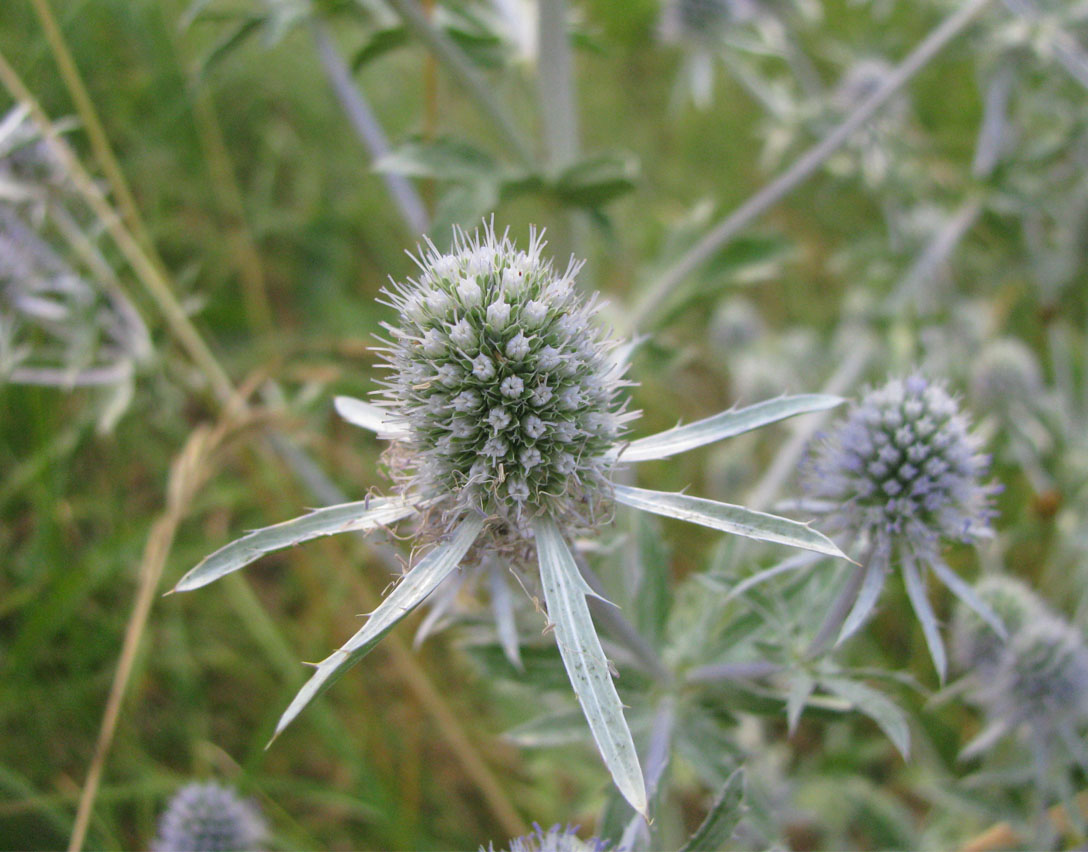Изображение особи Eryngium planum.