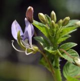 Cleome rutidosperma. Цветок и бутоны. Таиланд, Бангкок, парк Люмпини, незасеянное пространство под деревьями. 31.08.2023.