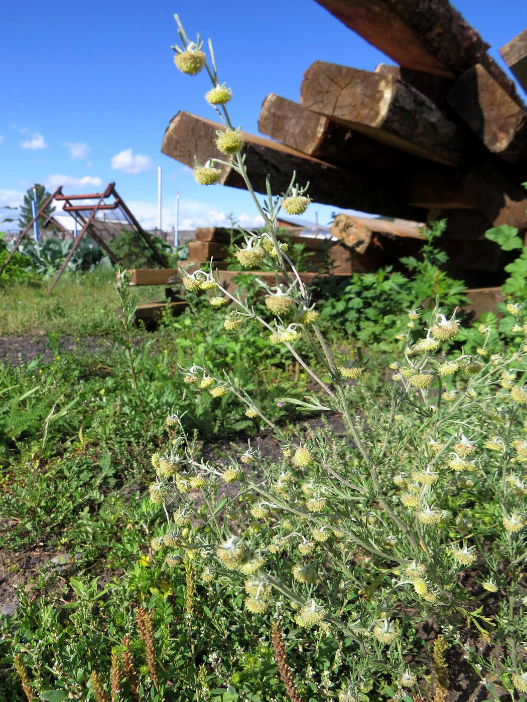 Изображение особи Artemisia jacutica.