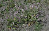 Strigosella africana. Цветущие и плодоносящие растения. Дагестан, Магарамкентский р-н, окр. с. Приморский, песчаный пляж. 05.05.2022.