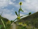 Ranunculus sceleratus. Верхушка веточки с бутонами, цветками и незрелыми плодами. Казахстан, хр. Сырдарьинский Каратау, ущ. Беркара, ≈ 700 м н.у.м., ясеневый тугай, у родника (извлечено из тени тугая). 30 апреля 2023 г.