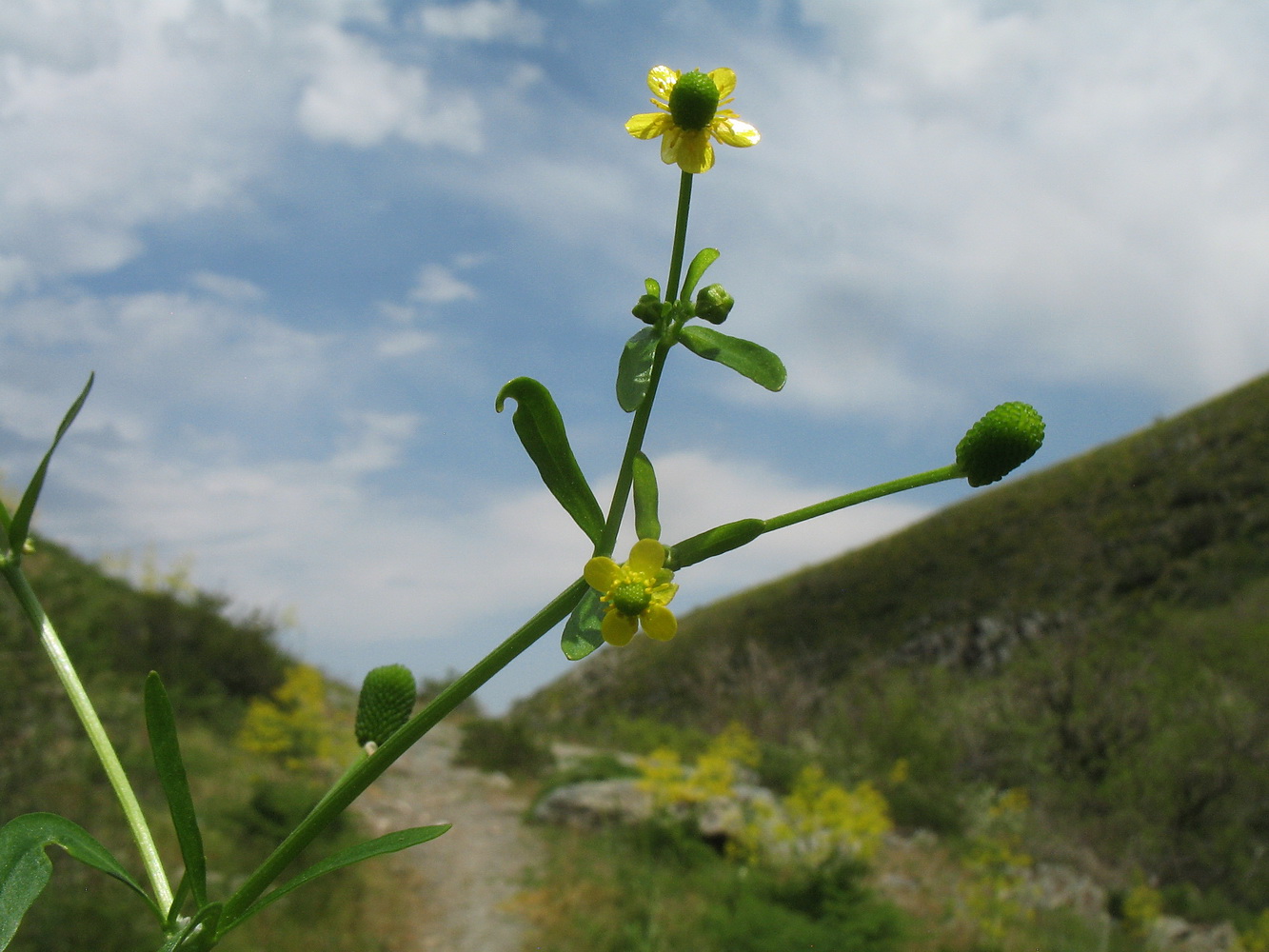 Изображение особи Ranunculus sceleratus.