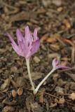 Colchicum × agrippinum