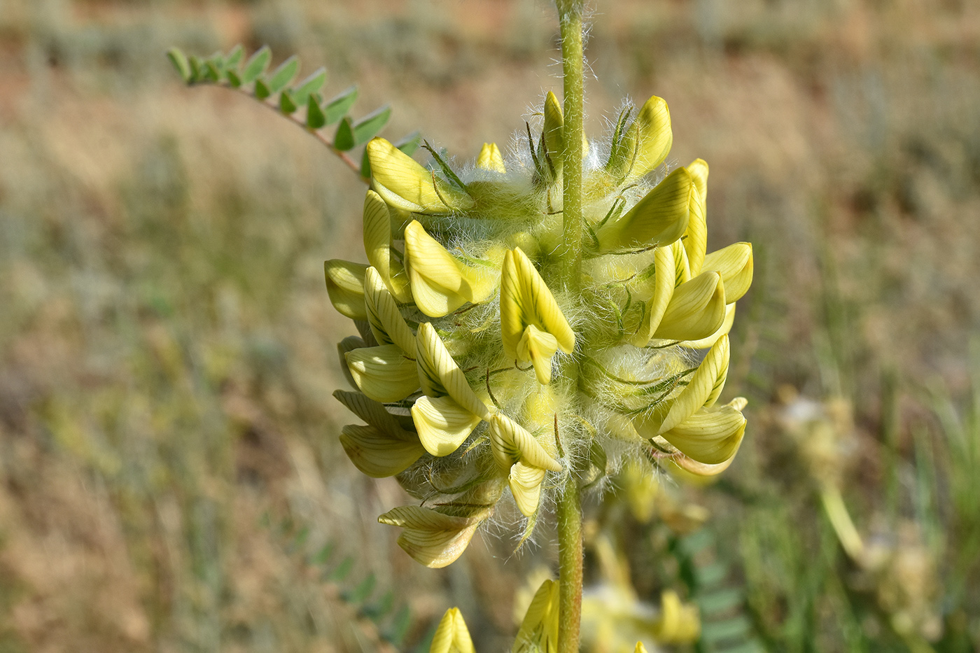 Image of Astragalus vulpinus specimen.