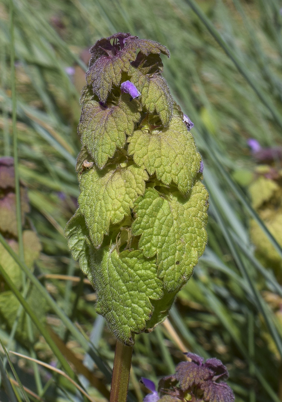 Изображение особи Lamium purpureum.