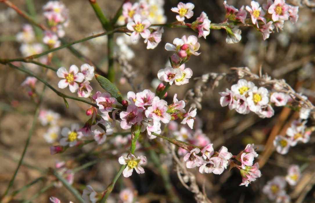 Изображение особи Polygonum arenarium.