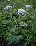 Heracleum dissectum