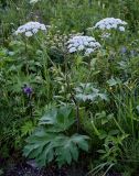 Heracleum dissectum. Цветущее растение. Красноярский край, гор. округ Норильск, пос. Снежногорск, луговой склон. 21.07.2023.