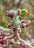 Mesembryanthemum crystallinum