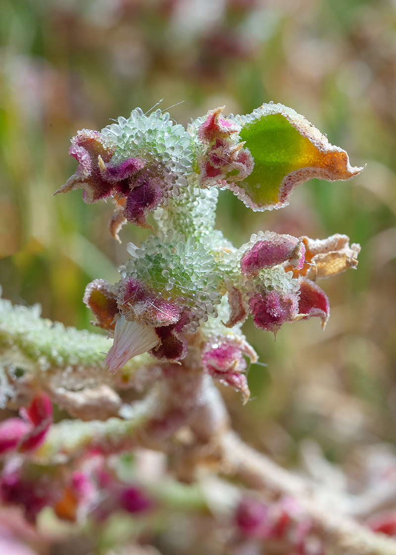 Изображение особи Mesembryanthemum crystallinum.